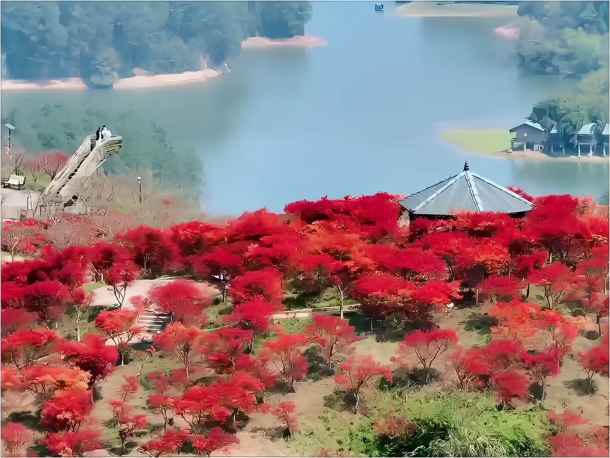 走进南湖多彩植物园红枫林，仿佛置身于红色的梦幻世界。