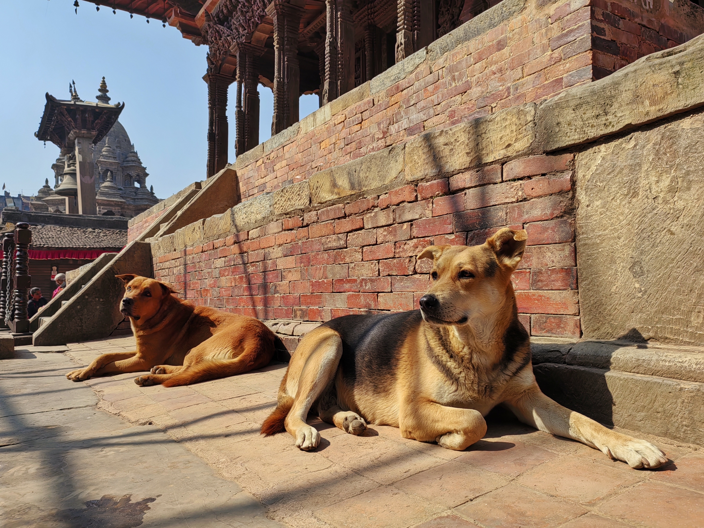尼泊尔的幸福狗生🐶