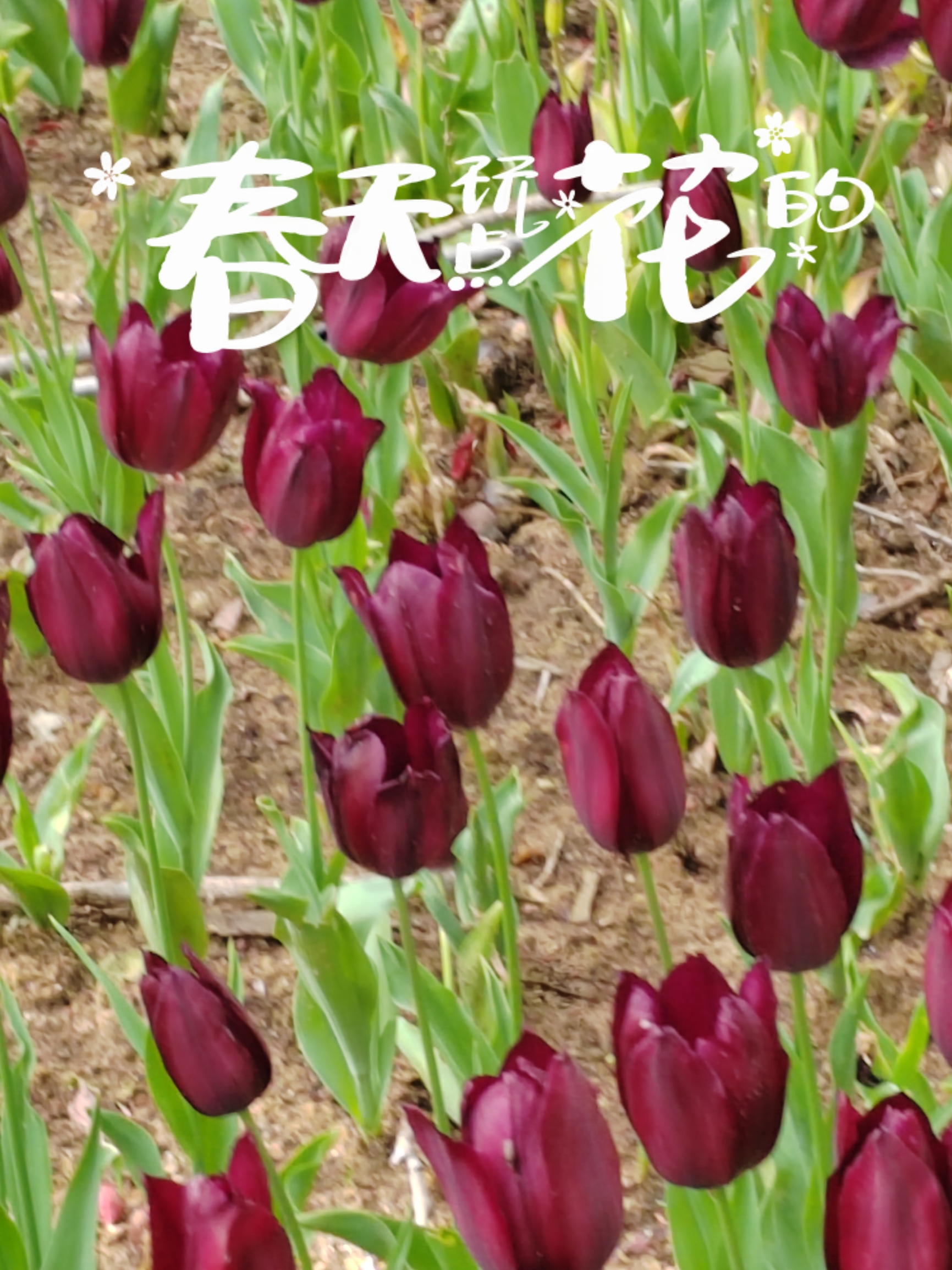 土耳其公园里的郁金香花期已过