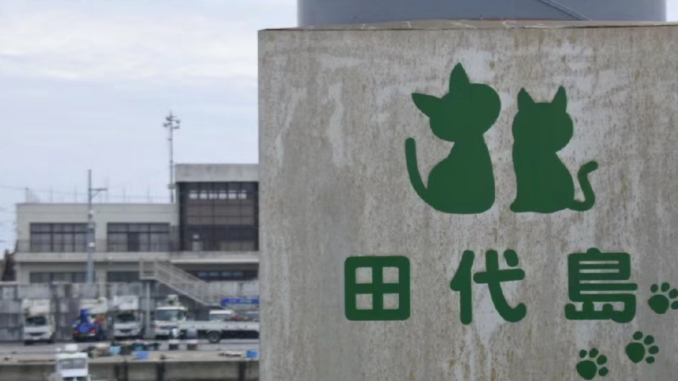 田代岛 撸猫咪啦❗️