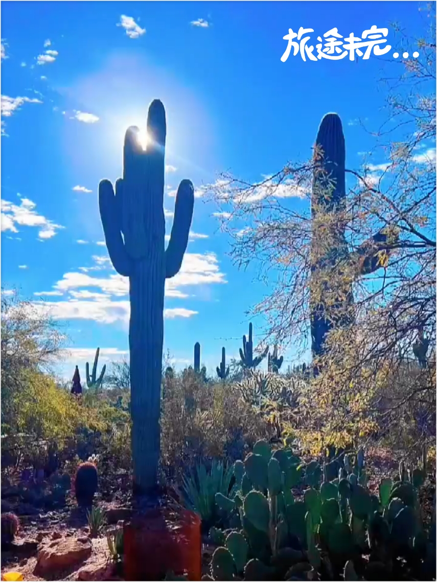 打卡沙漠植物园，亚利桑那的仙人掌是美国西部的象征，巨人柱是AZ沙漠的标志性植物，具有极强的耐干旱性，