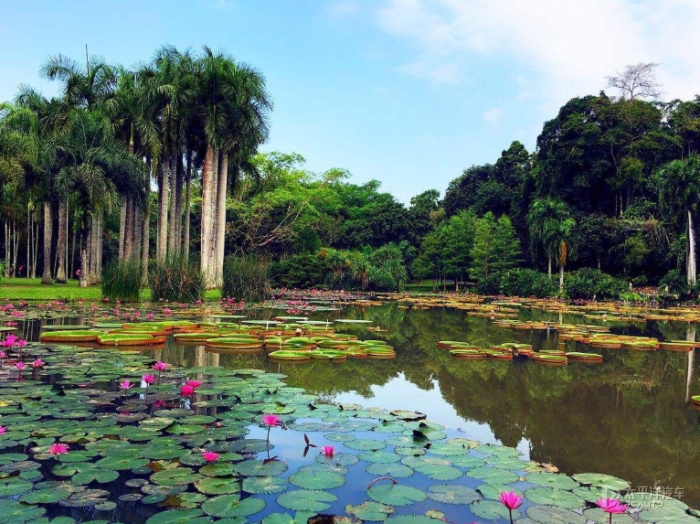 前往西双版纳热带植物园，这里有数千种热带植物，让你大开眼界🌿。漫步在绿意盎然的植物之间，仿佛置身于一