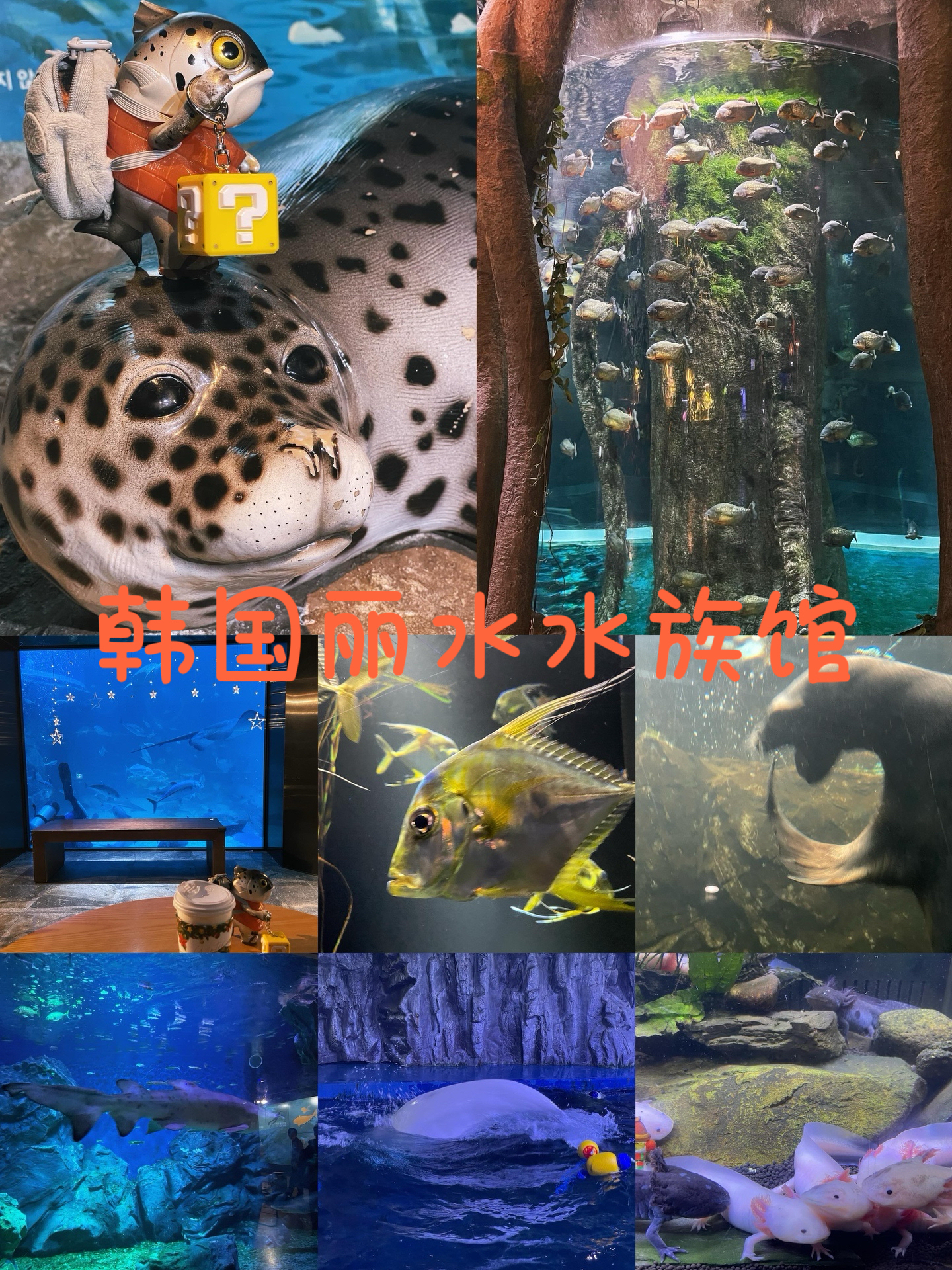 韩国🇰🇷丽水|水族馆🐟