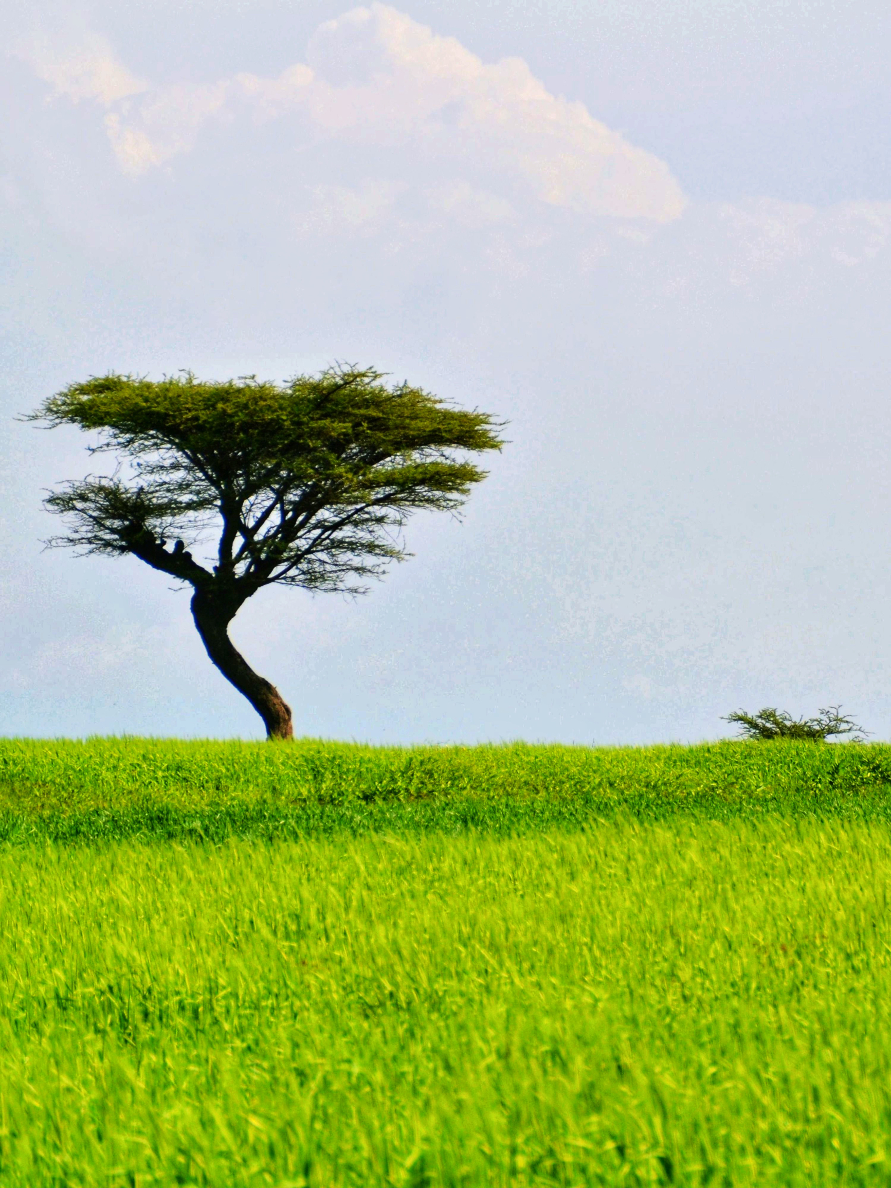 埃塞俄比亚壮丽草原之旅｜宁静与广袤