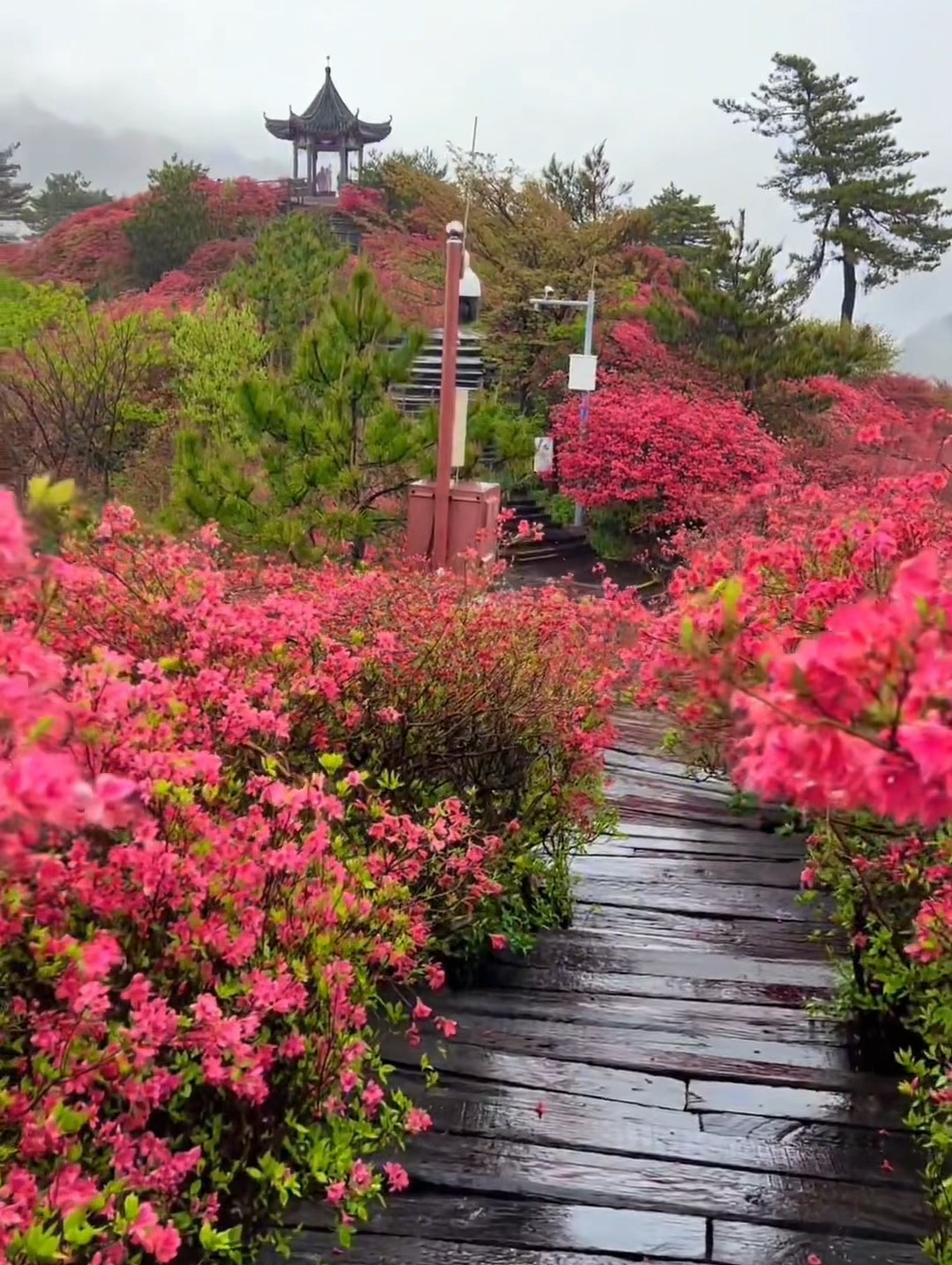 春天当然是要赏花呀 #超人气赏花胜地 #满山遍野映山红 #春天的脚步