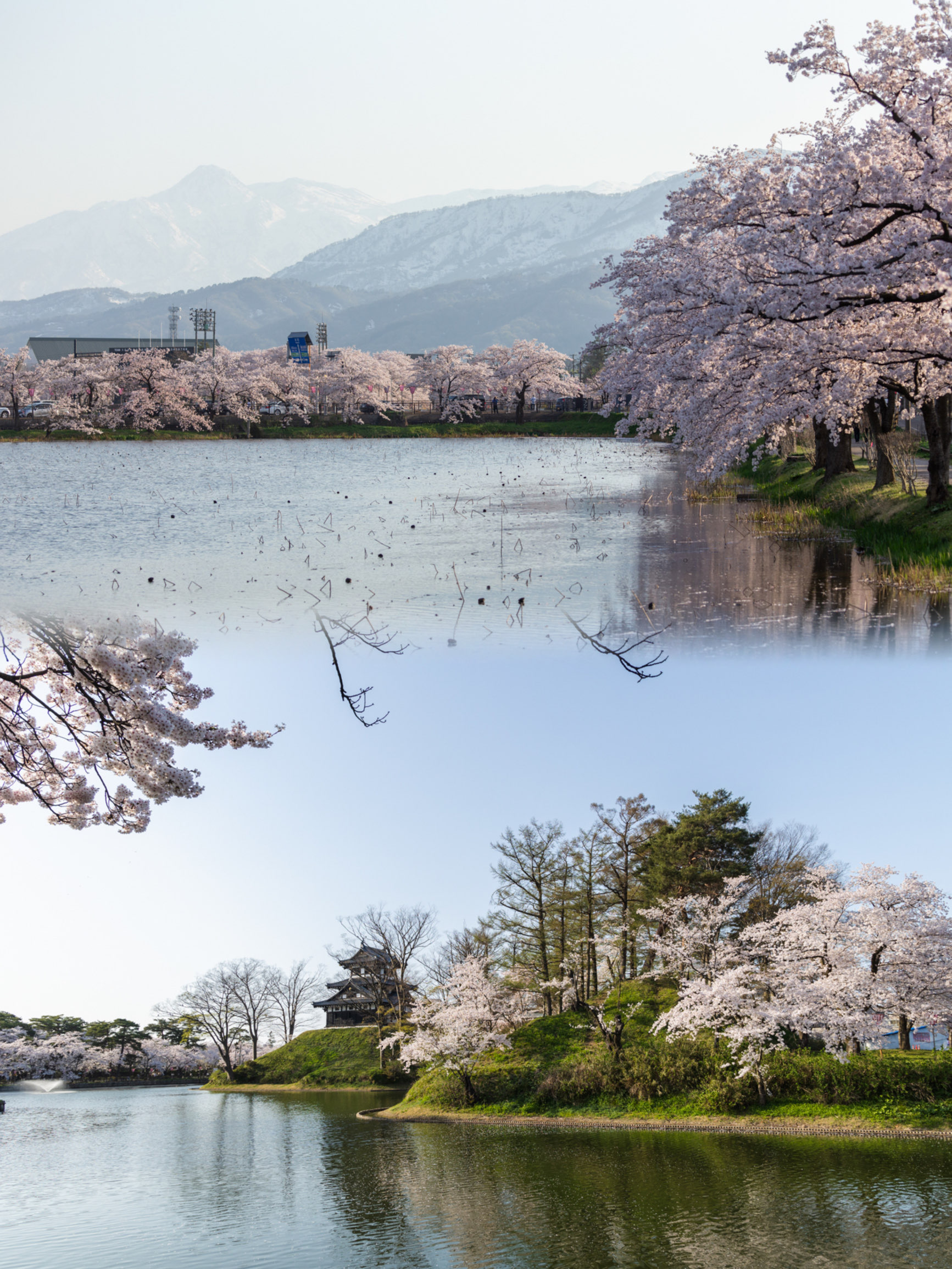 日本旅行｜新泻小众之地赏樱花🌸