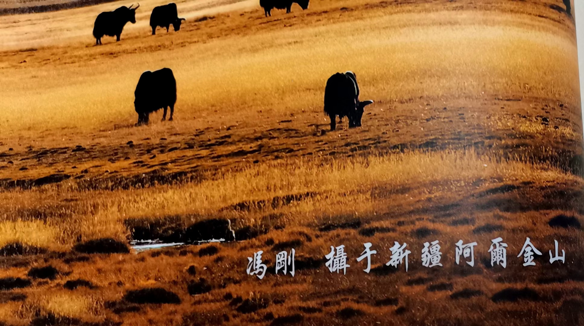 新疆阿尔金山的野生牦牛和北山羊