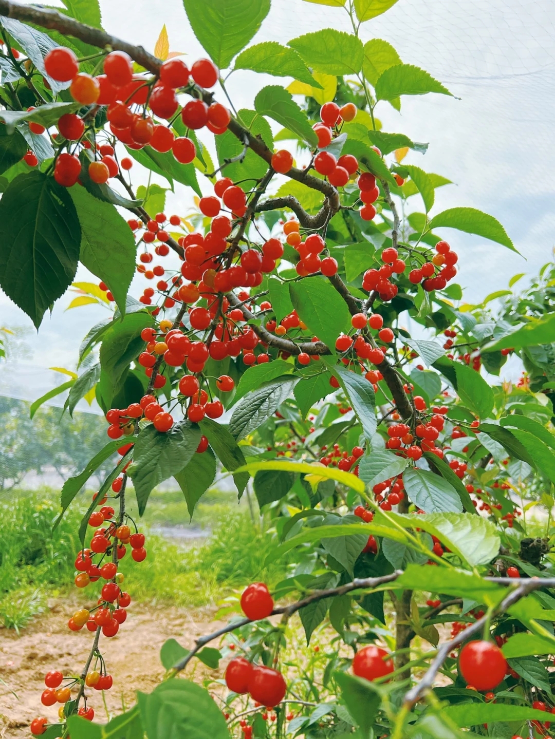 南京初夏的打开方式——来仙栖农庄采摘实现樱桃自由