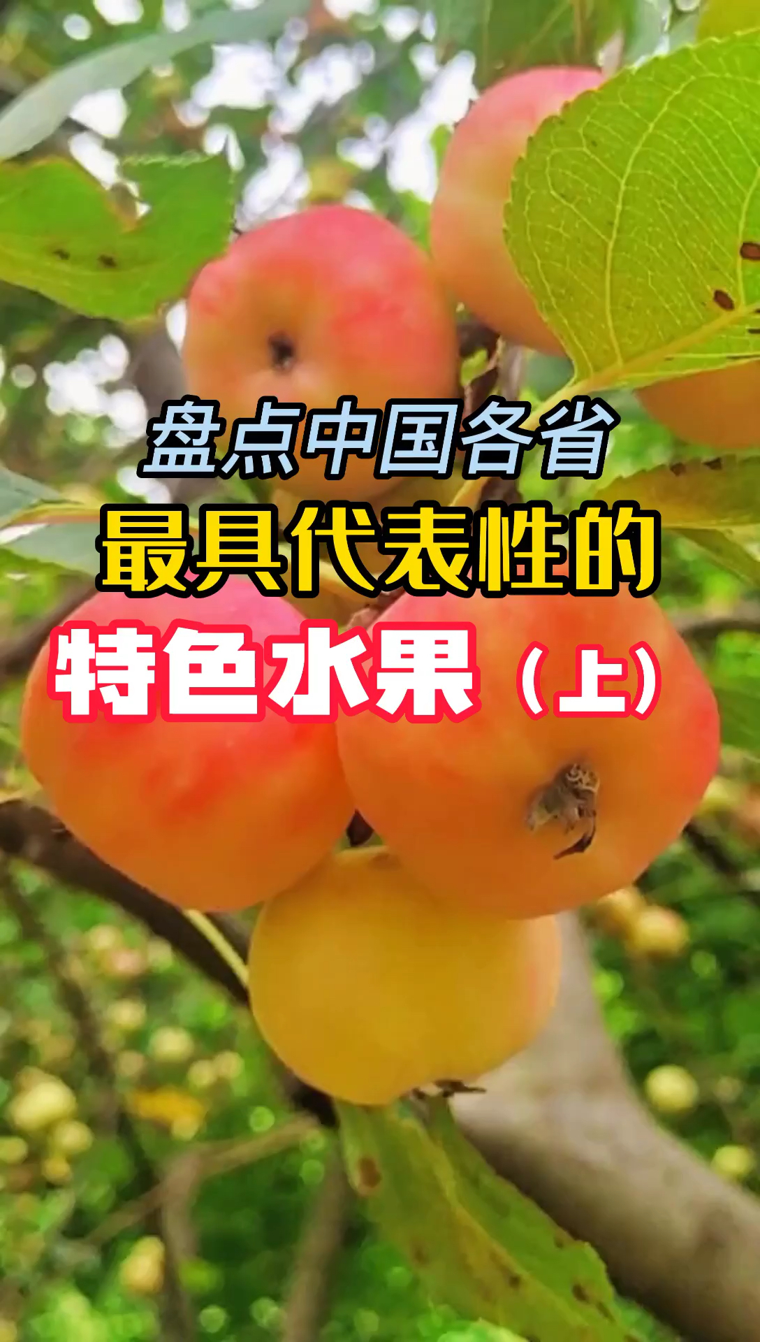 盘点中国各省最具代表性的特色水果（上），看看你吃过哪几种。