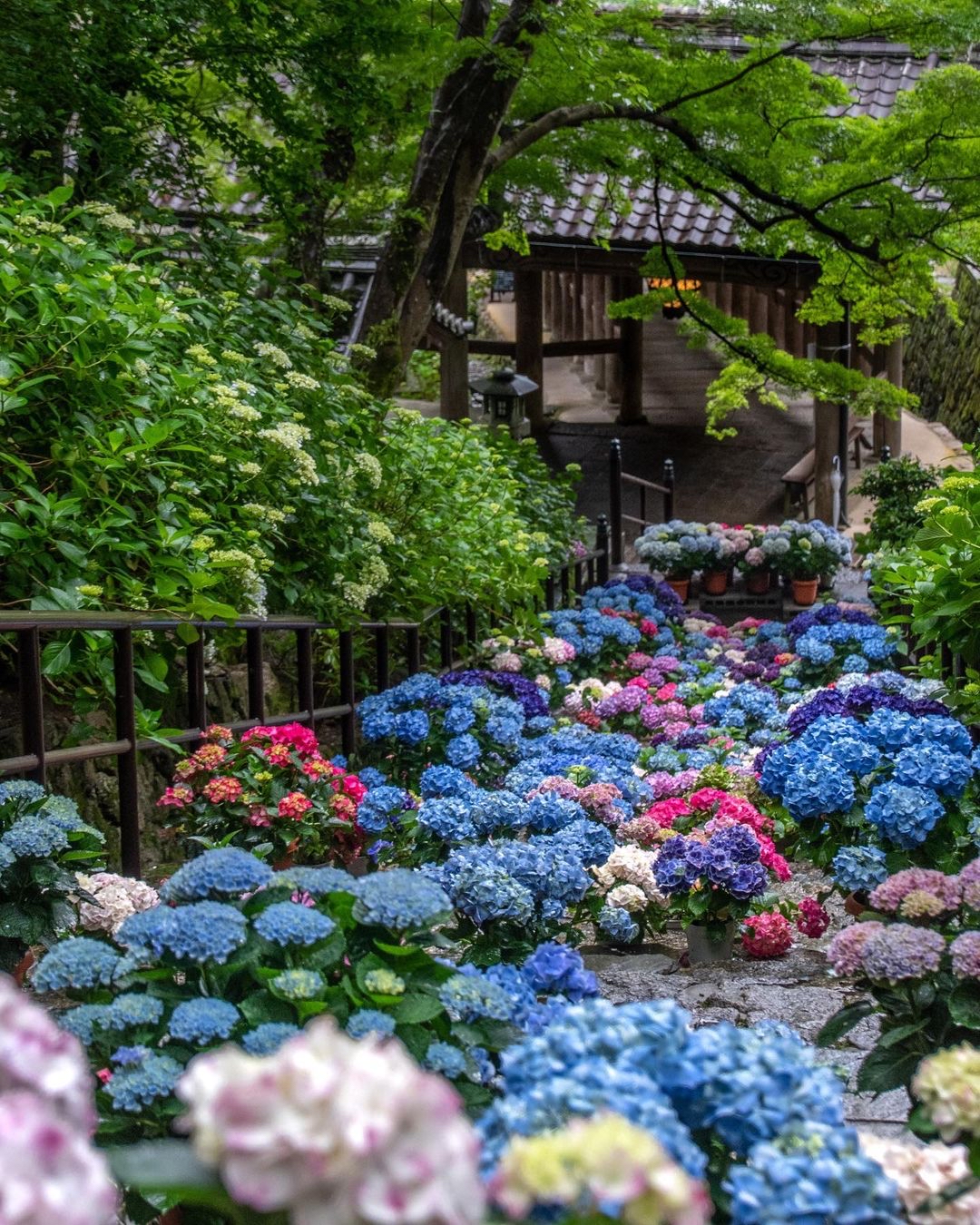 花之寺，打卡超美绣球花