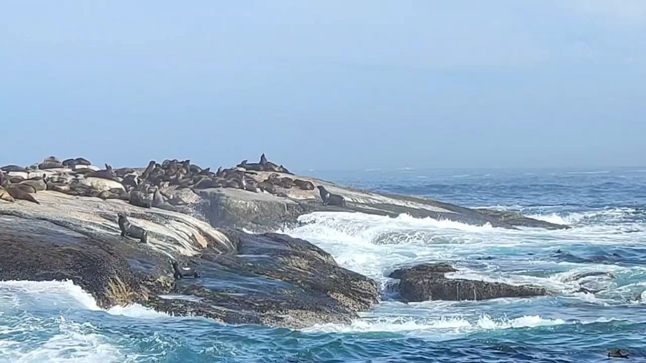 近距离观摩南非🇿🇦海豹岛的小可爱们