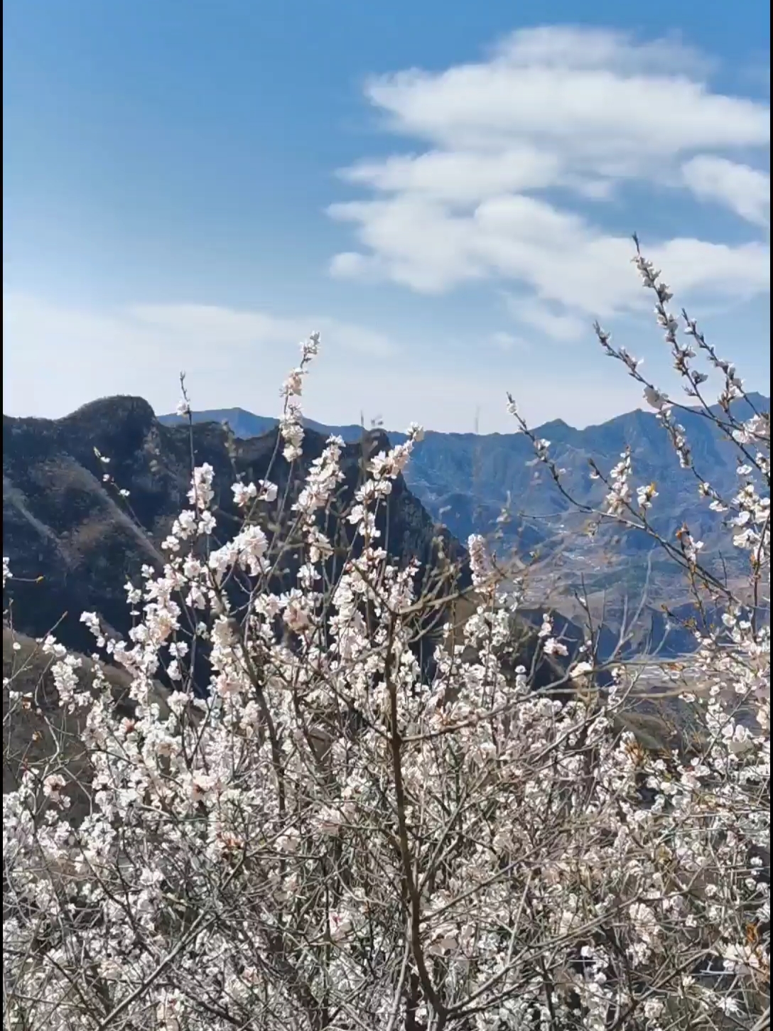 赏花小视频