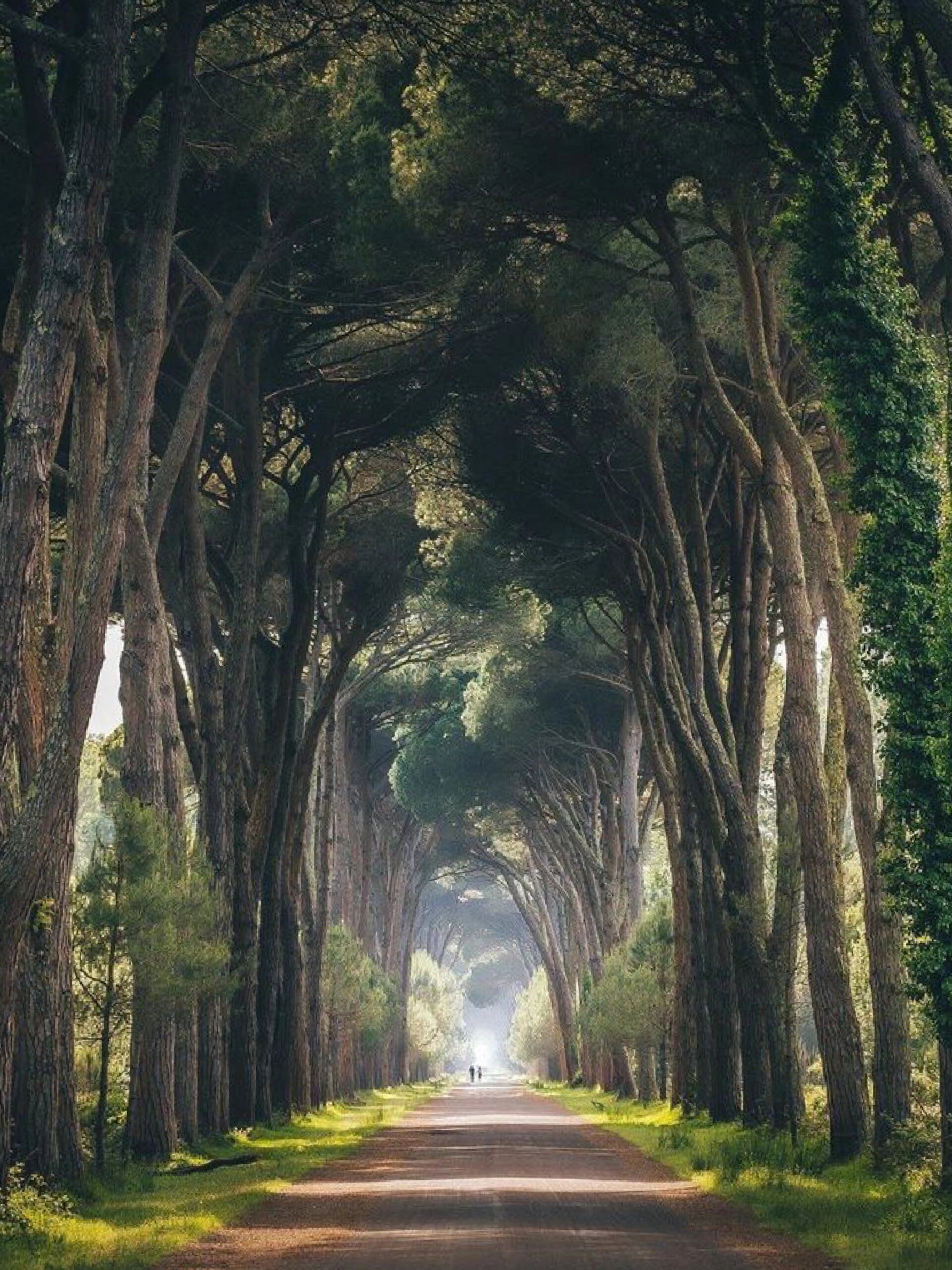 意大利隐秘仙境🦌通往异世界的森林小道
