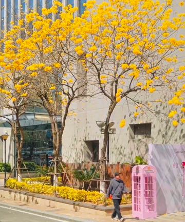 厦门朗豪酒店图片