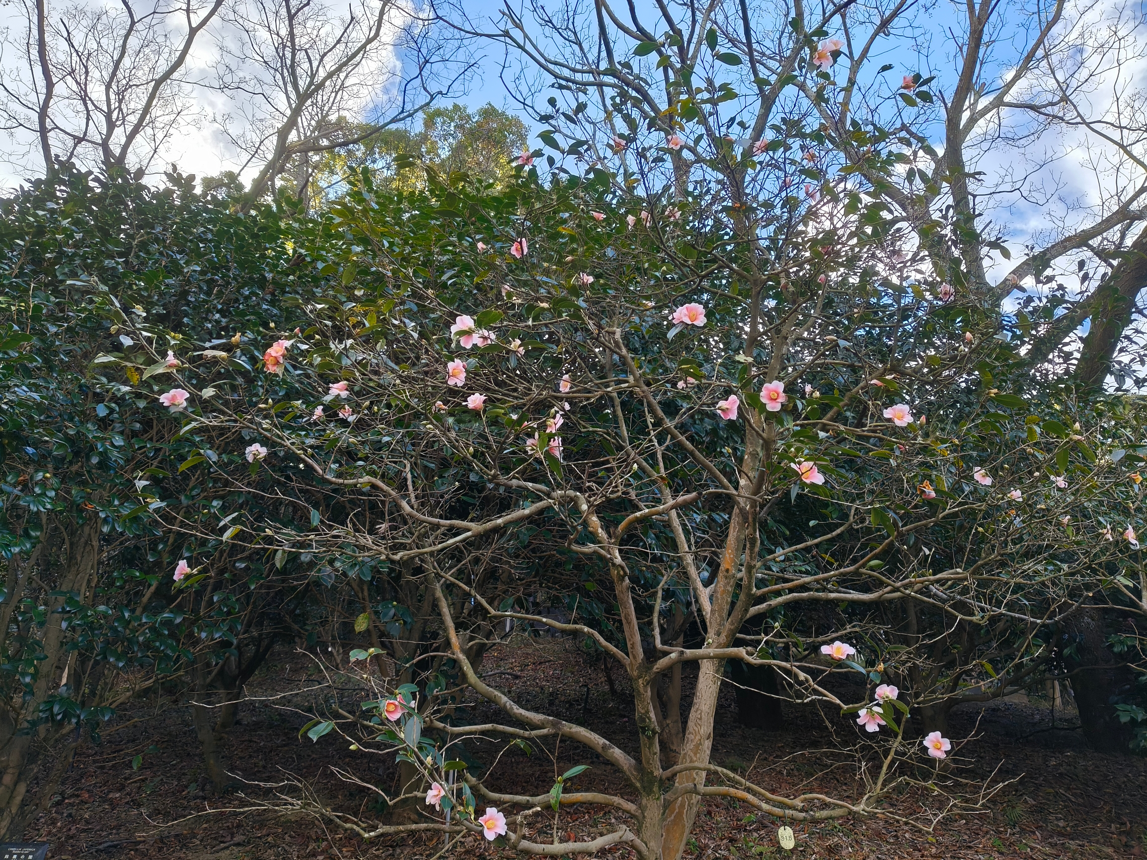 ′山茶花园