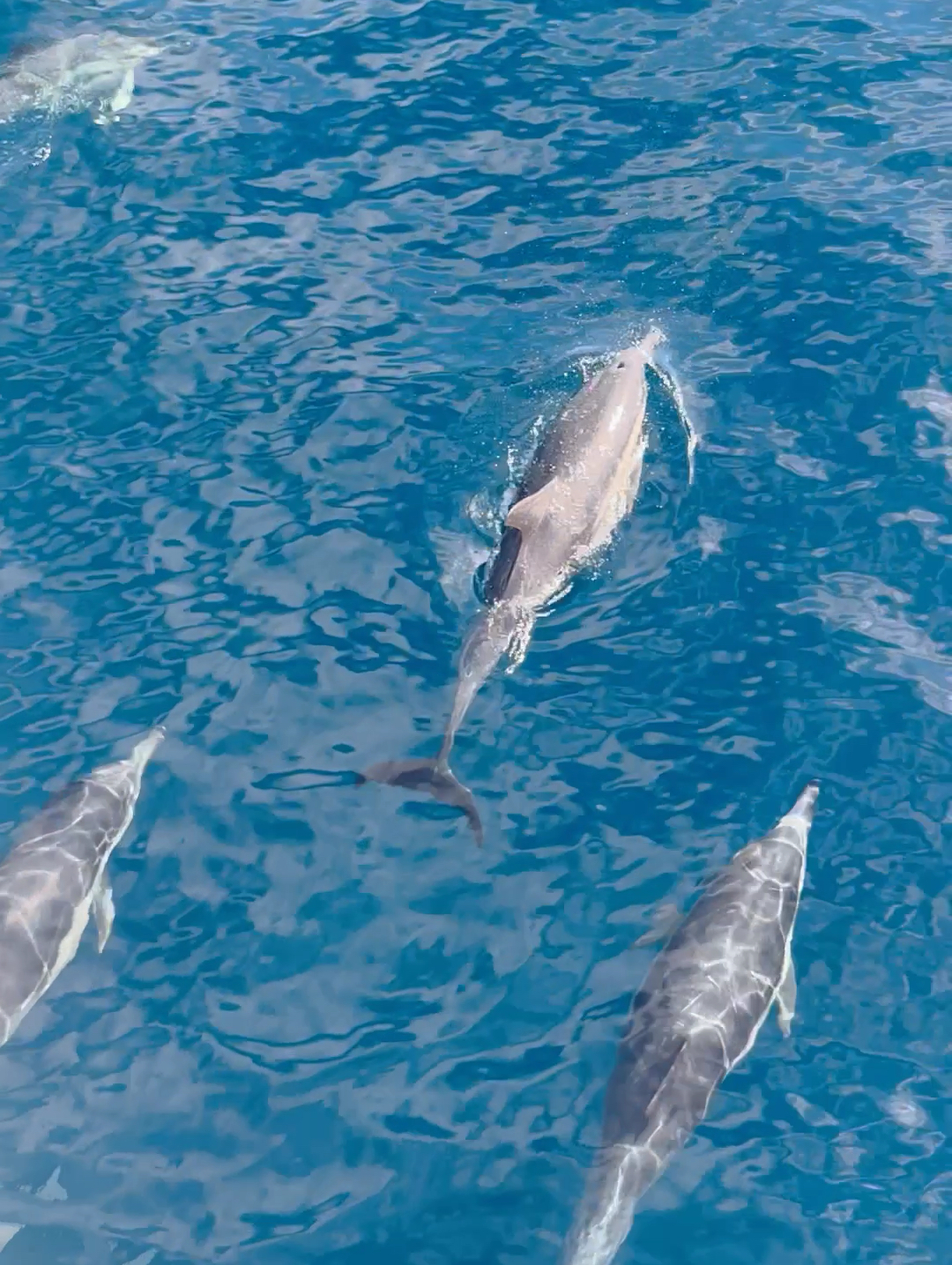 以前都是在海洋馆里面 看到海豚🐬 在大海静距离还是第一次 [Grin][Grin]他们还是可爱和友好