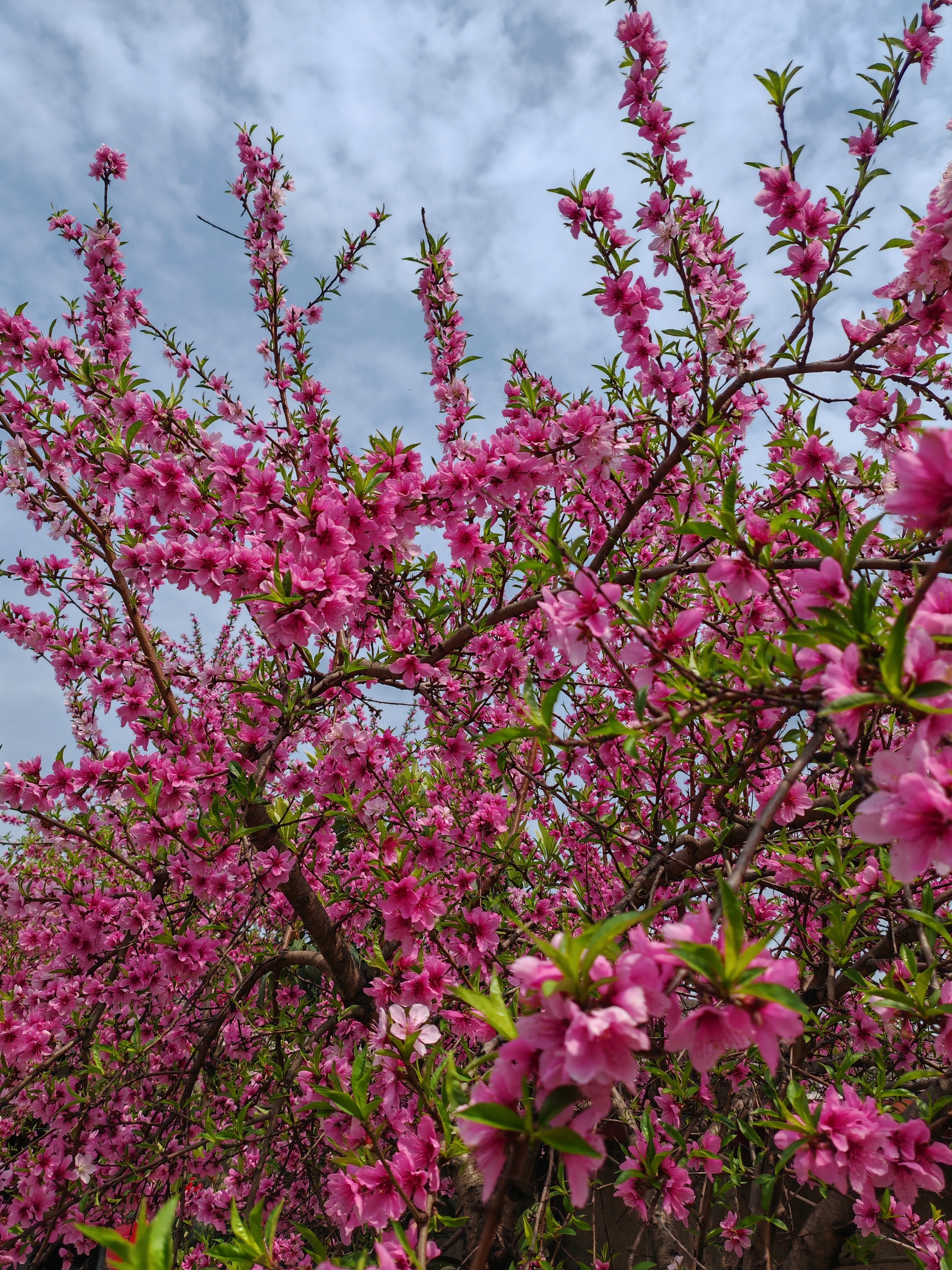 桃花开，春来早！