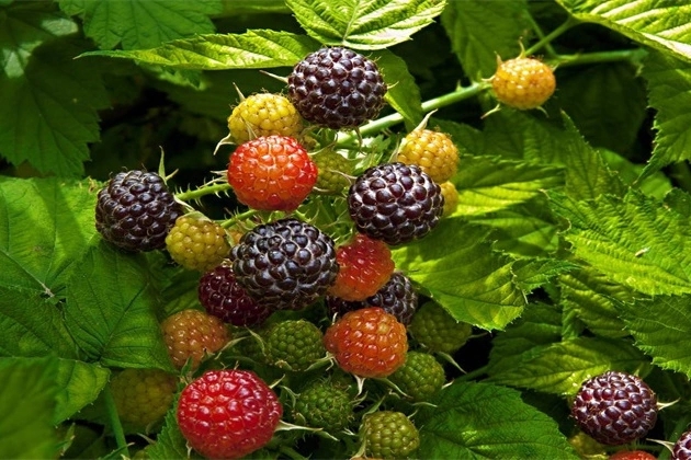 据《本草纲目》记载，黑莓可以延缓衰老，提高人体免疫力，促进脑代谢，用于降压、降血脂、抗心律失常，具有