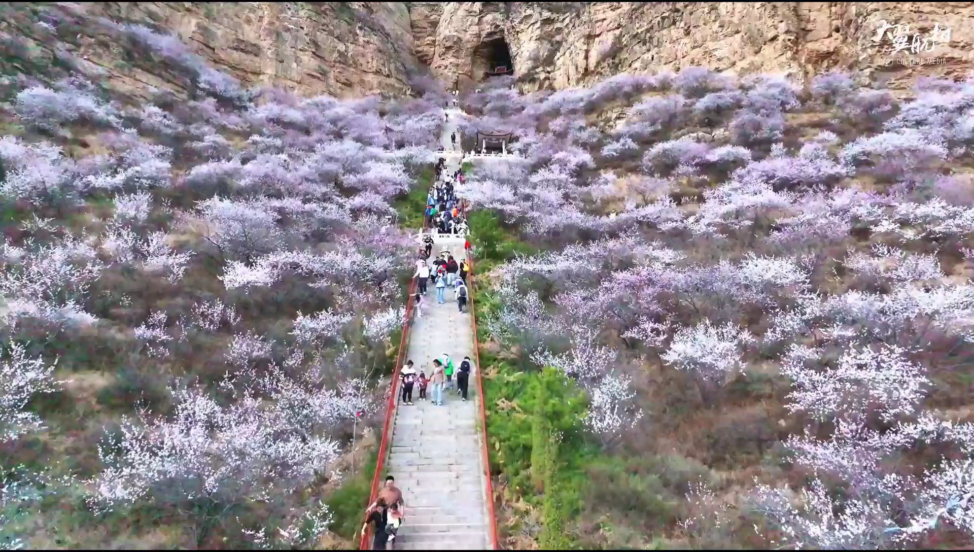 灵丘龙泉寺的桃花开了，漫山遍野的花海，是属于春天的浪漫 ~