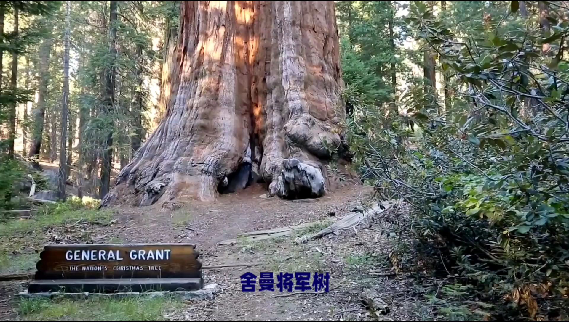 舍曼将军树，又名雪曼将军树，是位于美国加利福尼亚州的一棵巨杉。这棵树的树龄已经超过3500年，高度达