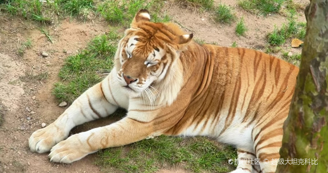 西霞口神雕山野生动物园的胖虎们太可爱了吧!