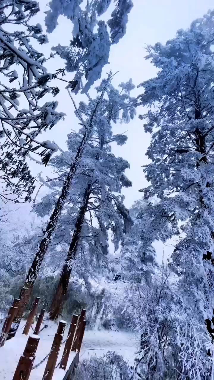 天下瓦屋山，最美的雪景在眉山#治愈系风景 眉山