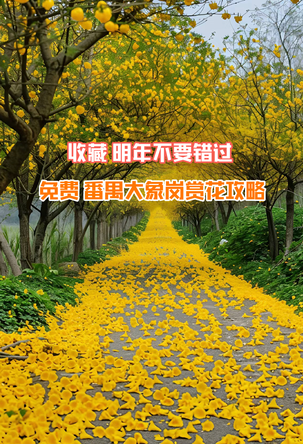 避坑：花期已过 番禺大象岗森林公园，隐秘的黄花风铃木树林