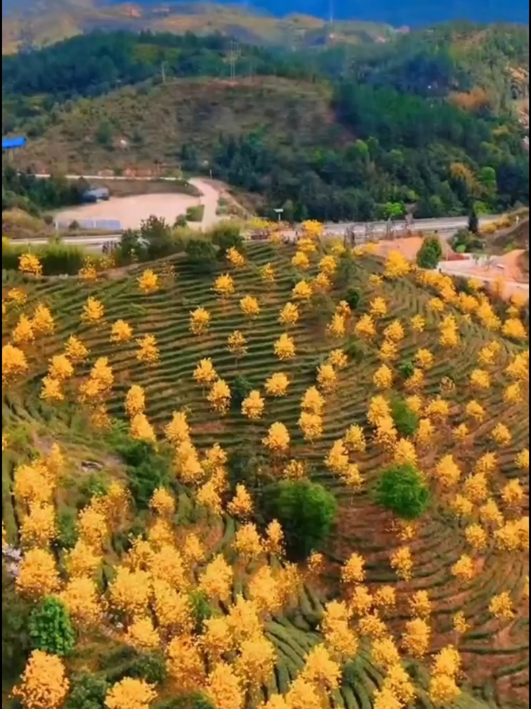 终于不用羡慕别人了，这里竟藏着一个小众赏花圣地，不要错过了