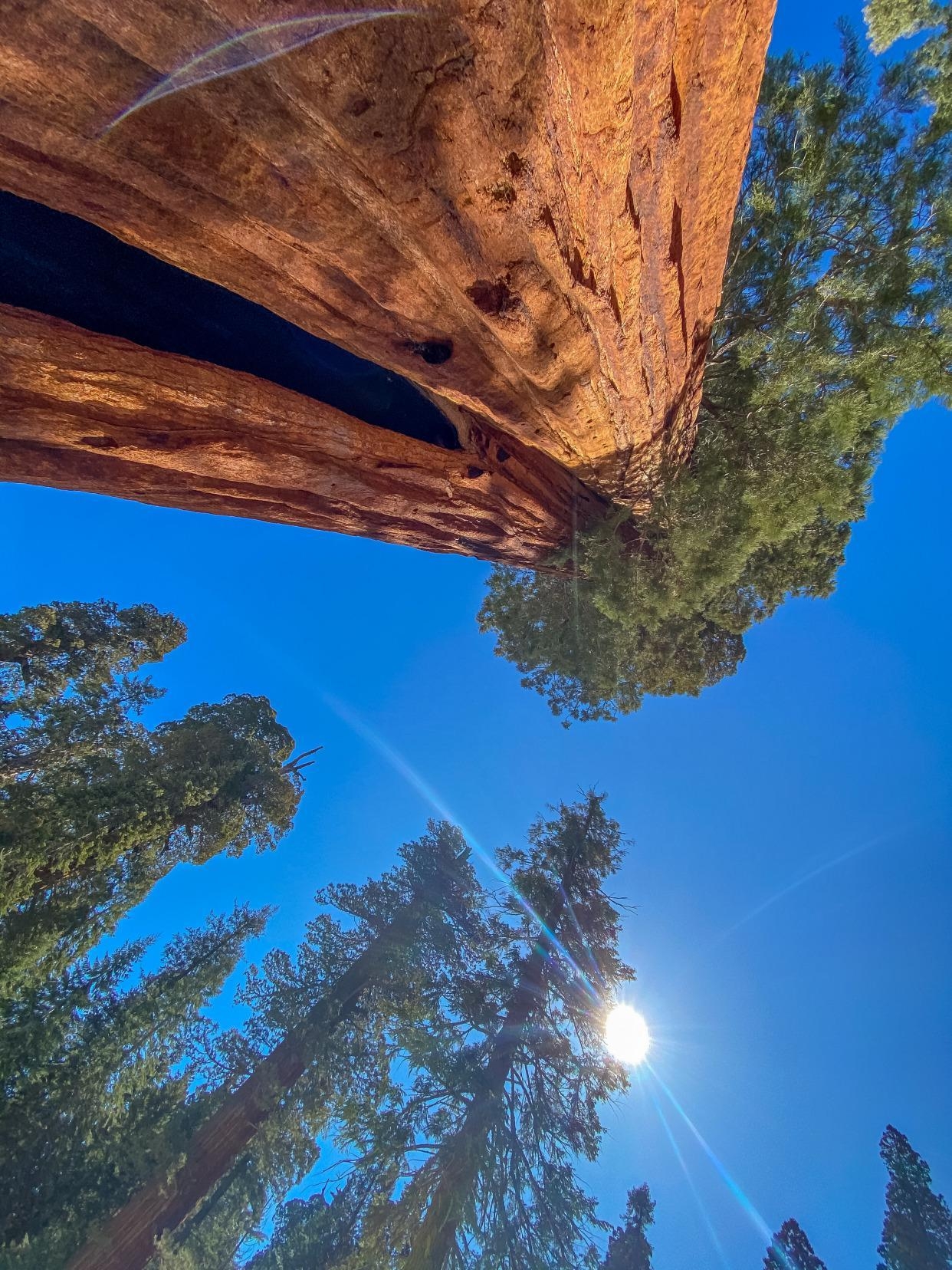 谢尔曼将军树作为世界上最巨大的红杉几十个人手拉手才可以抱起来