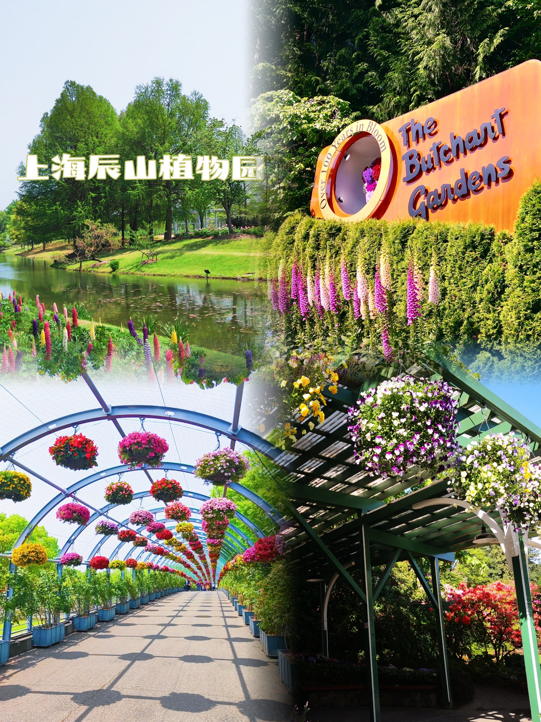 布查特花园 辰山植物园 从加拿大到上海 休闲赏花必打卡
