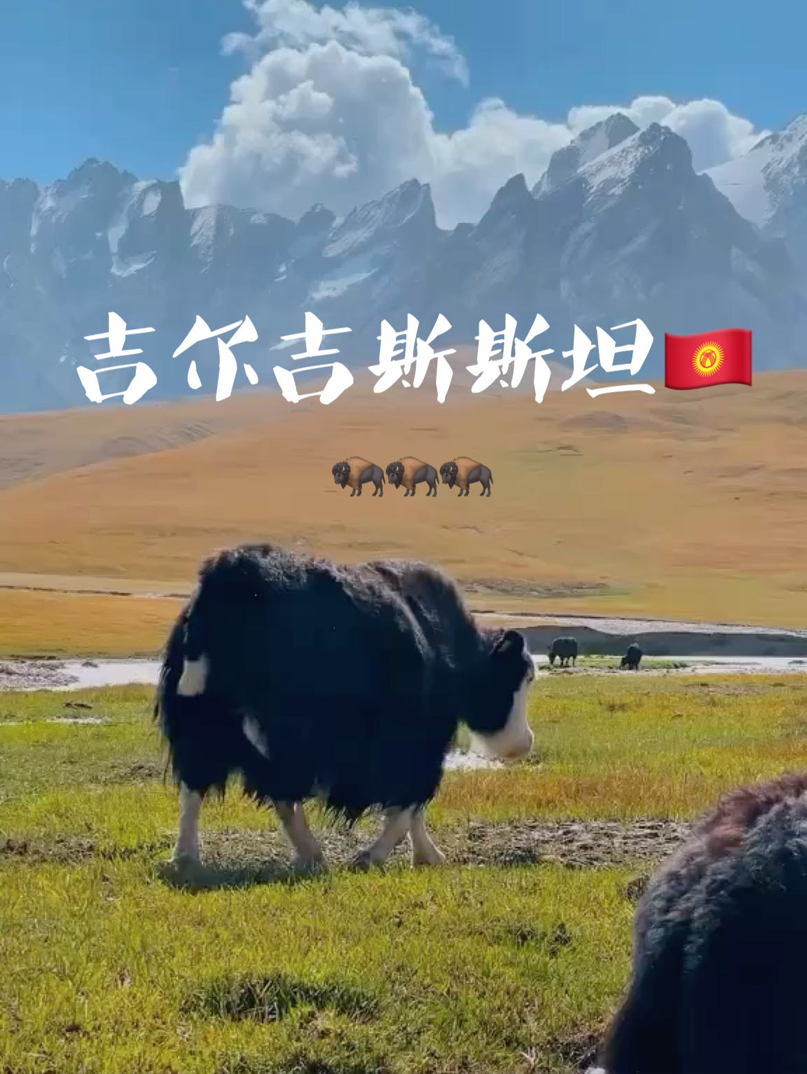 吉尔吉斯斯坦🇰🇬秏牛