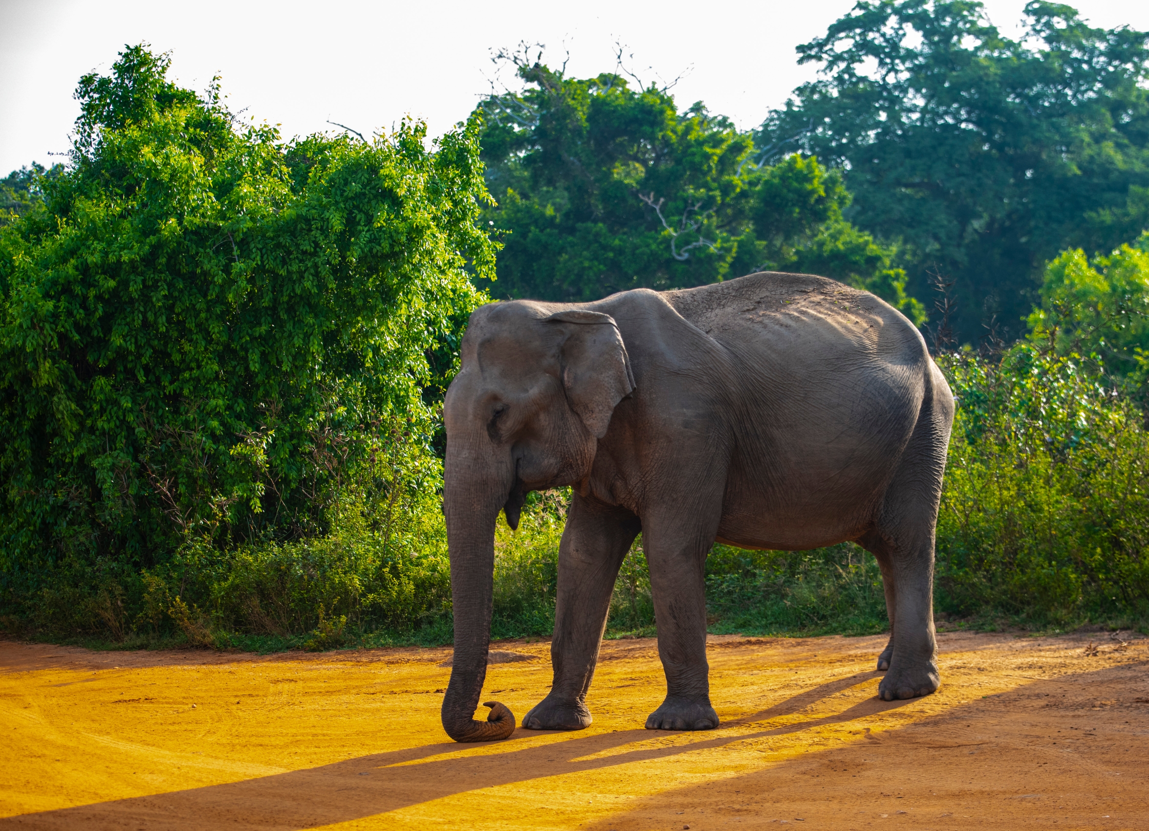 斯里兰卡雅拉国家公园之大象