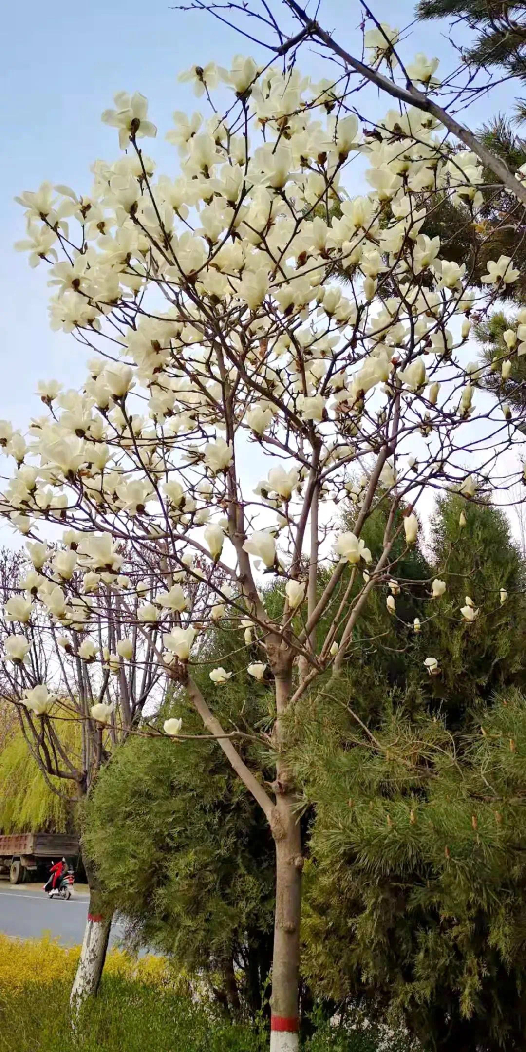 临洮 玉兰花开