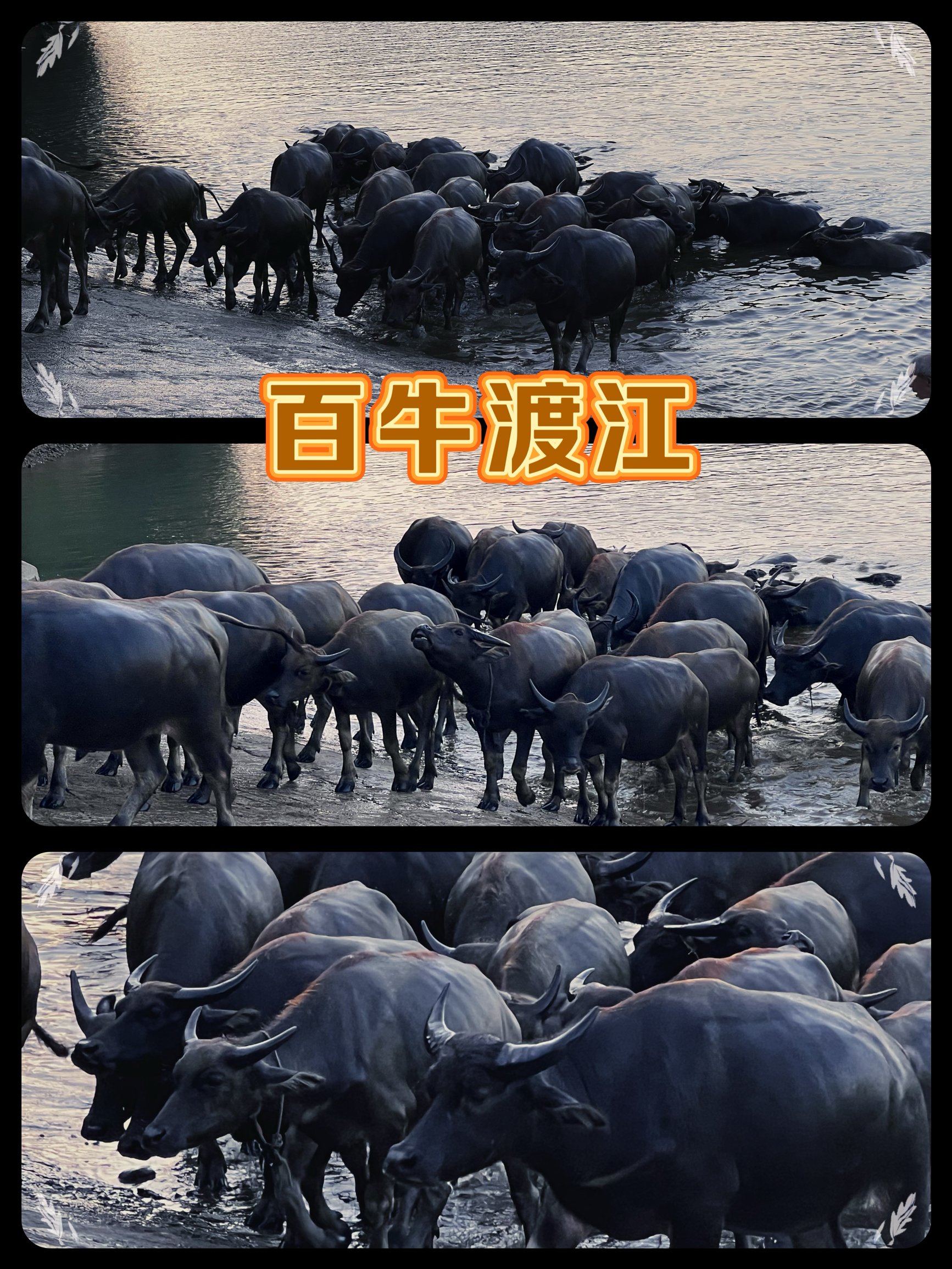 不用去非洲看动物大迁徙，川北小镇的百牛渡江同样震撼
