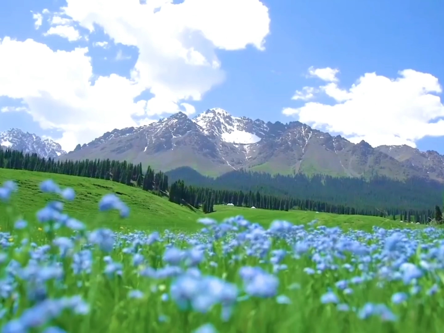接下来的新疆，会刷新你对春夏的想象 夏天的新疆~治愈有颜色，那一定是绿色！ 📸新疆伊犁、鹿角湾、唐布