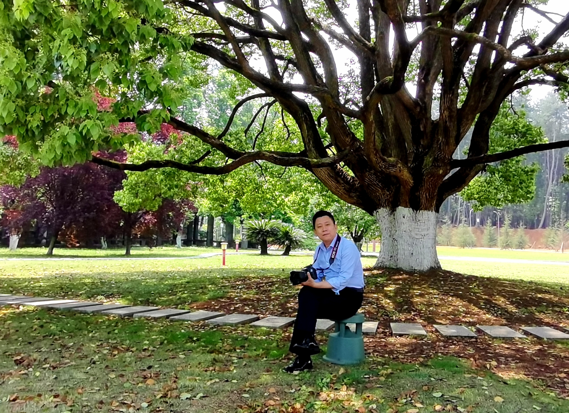 常言道：“大树底下好乘凉。”今天中午，独自坐在这棵香樟树下，发现真的很凉爽。