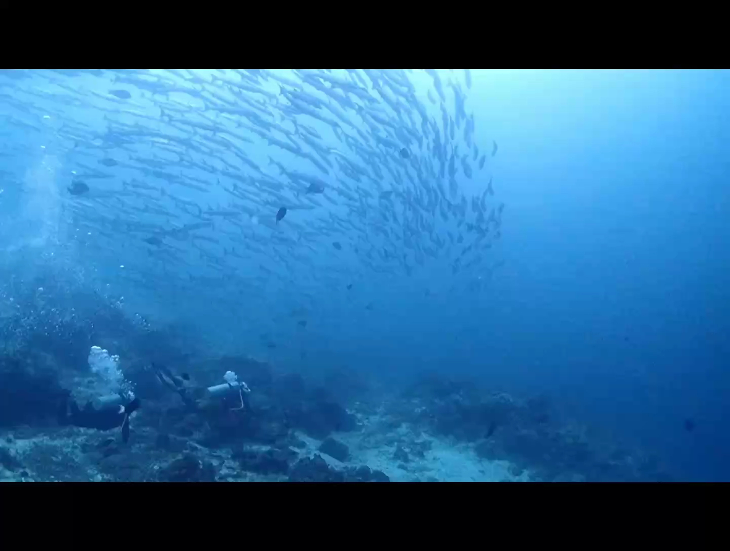 昨日的诗巴丹岛，集体深潜，海底看鱼🐟🐟