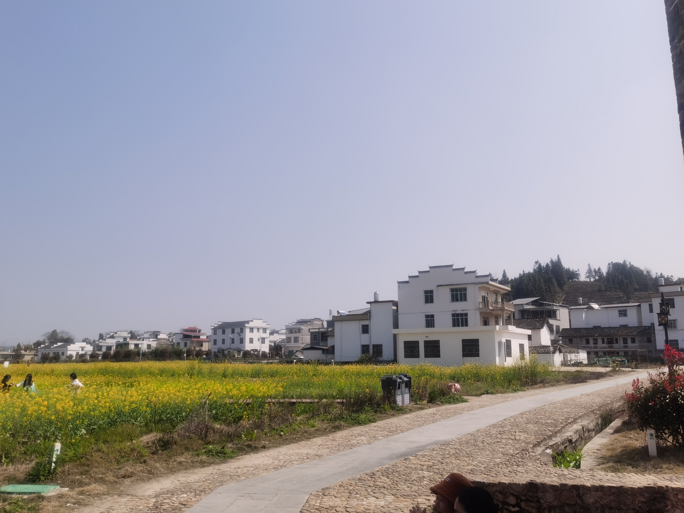 清明去看油菜花