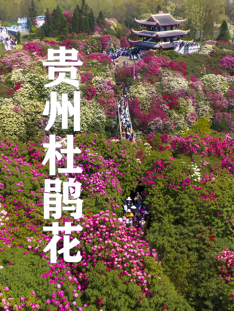 贵州百里杜鹃正在盛放，你想带着谁来赏花？