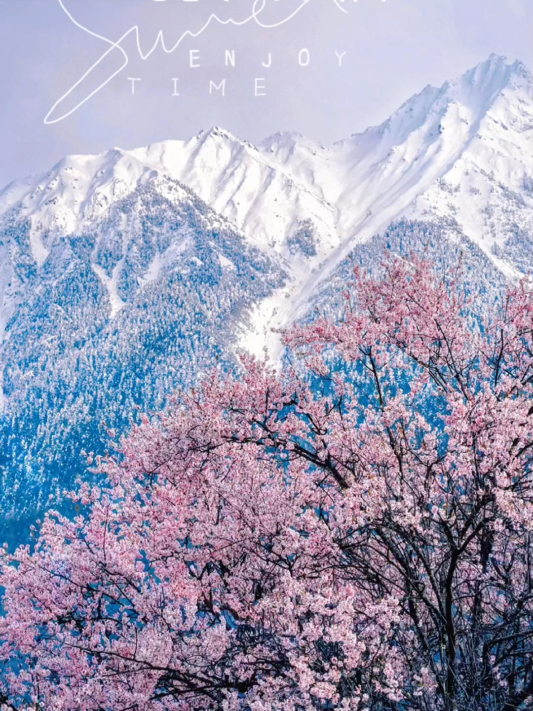 不是林芝❗️是西藏雪山下最后的桃源秘境～|||本来以为林芝的桃花已经很美了 但直到我去了西藏这个更为