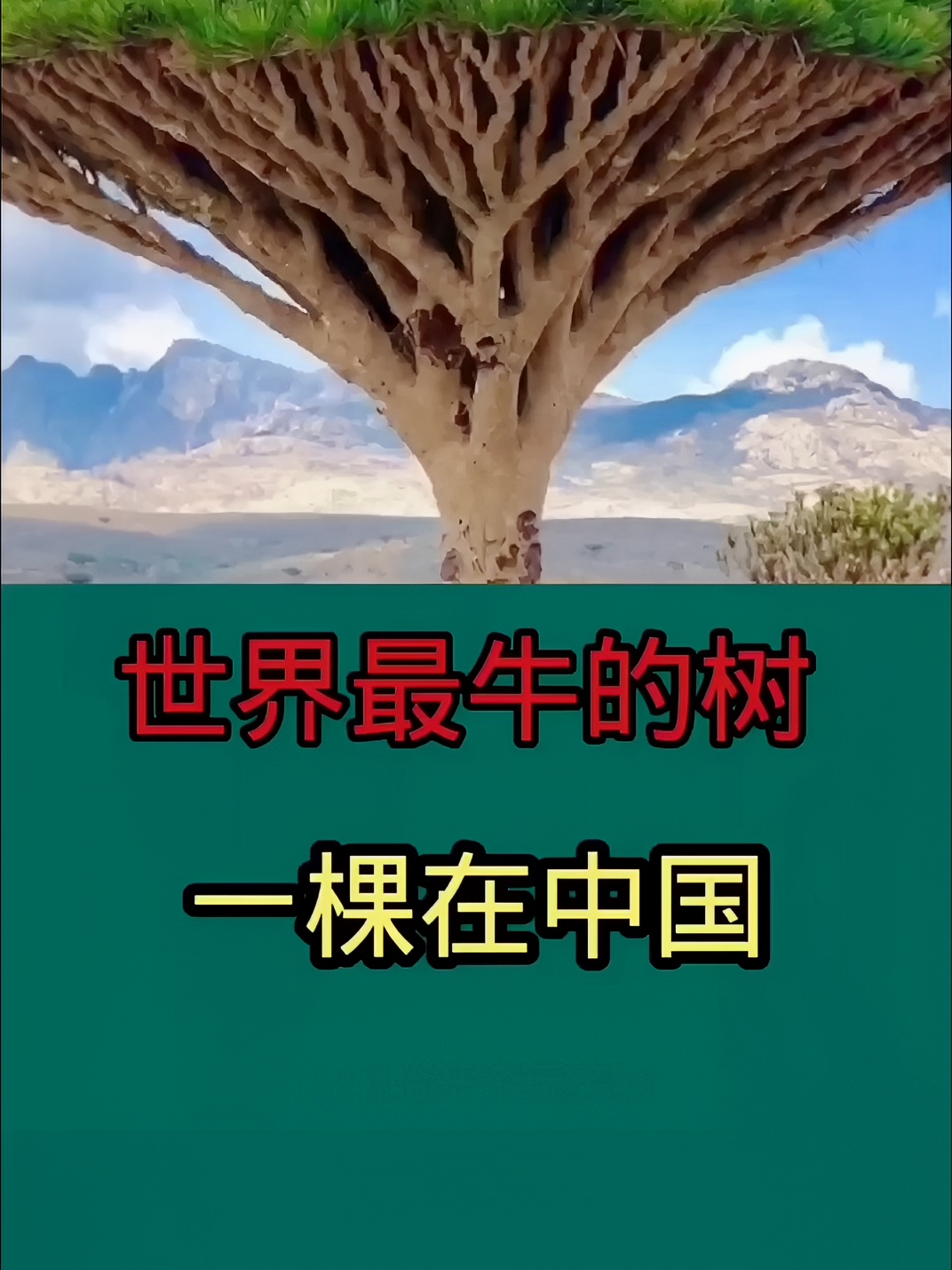 世界上最牛的三棵树，一棵在中国，价值超1亿，一棵常出现在电影里#旅行拍照不露脸