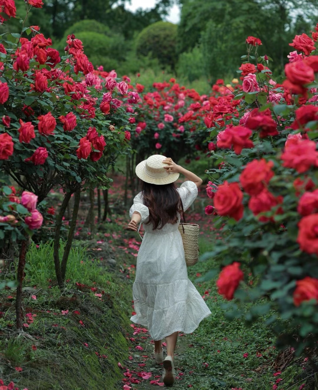 小众免费的玫瑰花园❗️已经盛开啦❗️