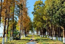 淀山湖镇半马草坪景点图片