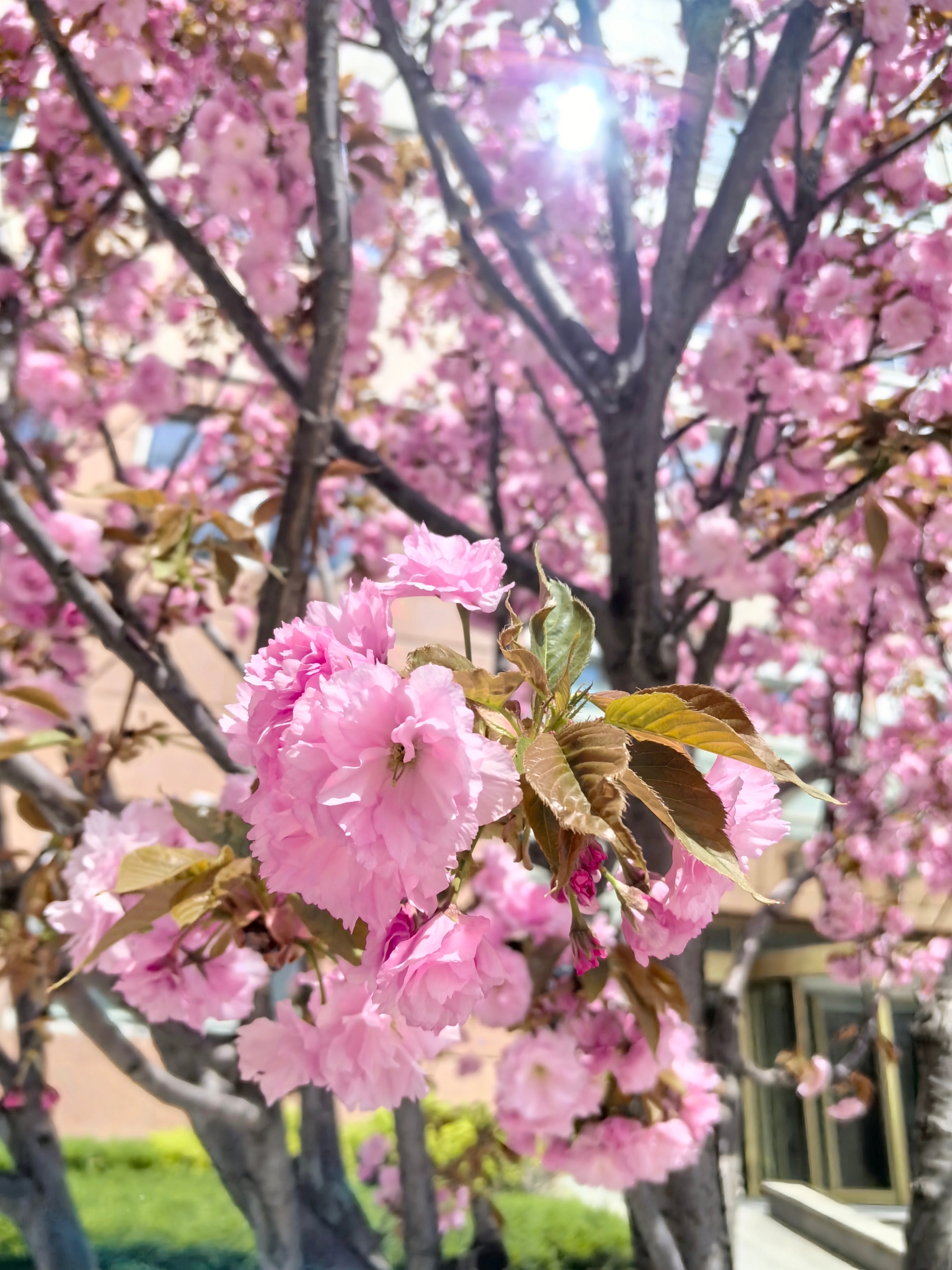 樱花正艳