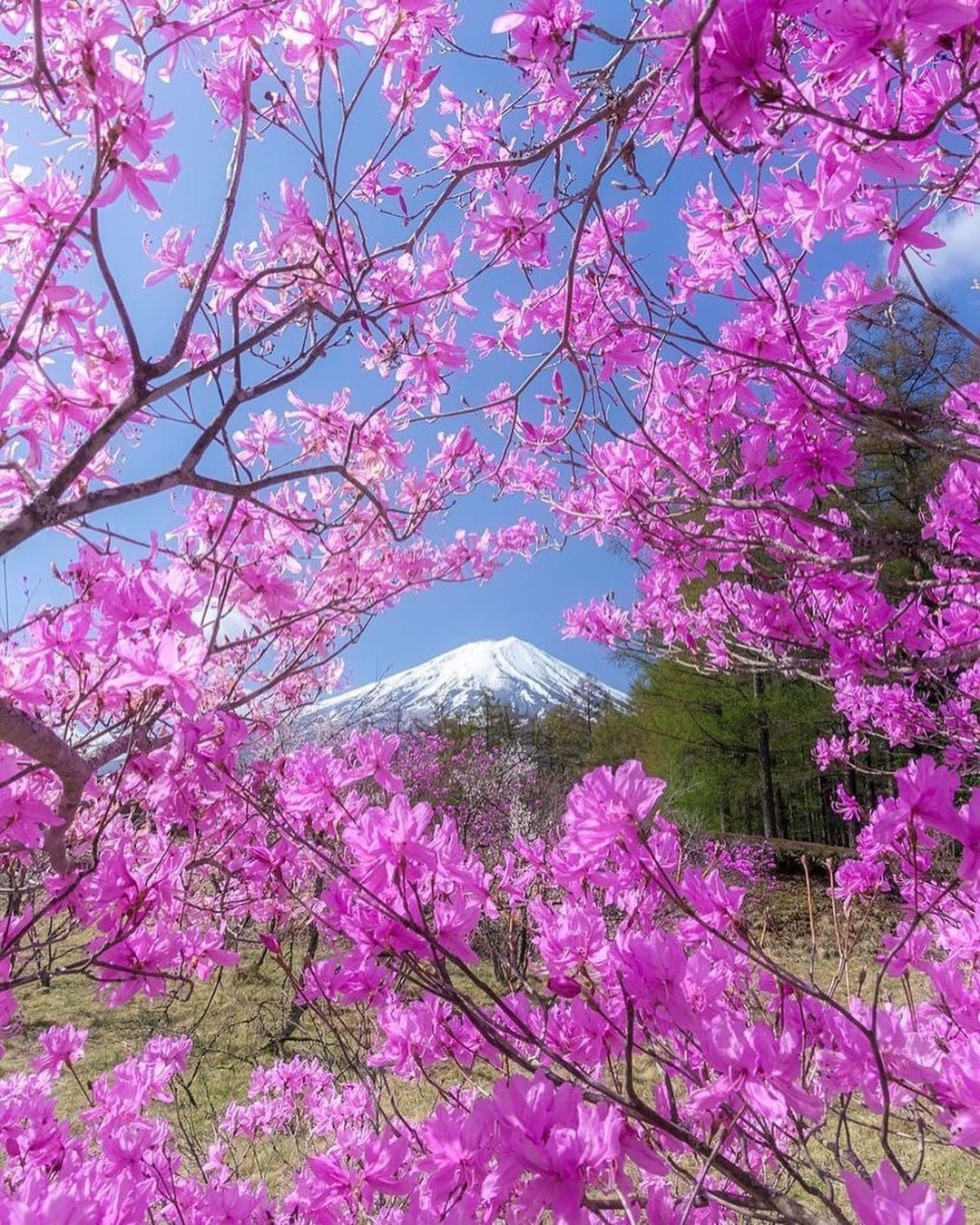 紫花从中窥富士
