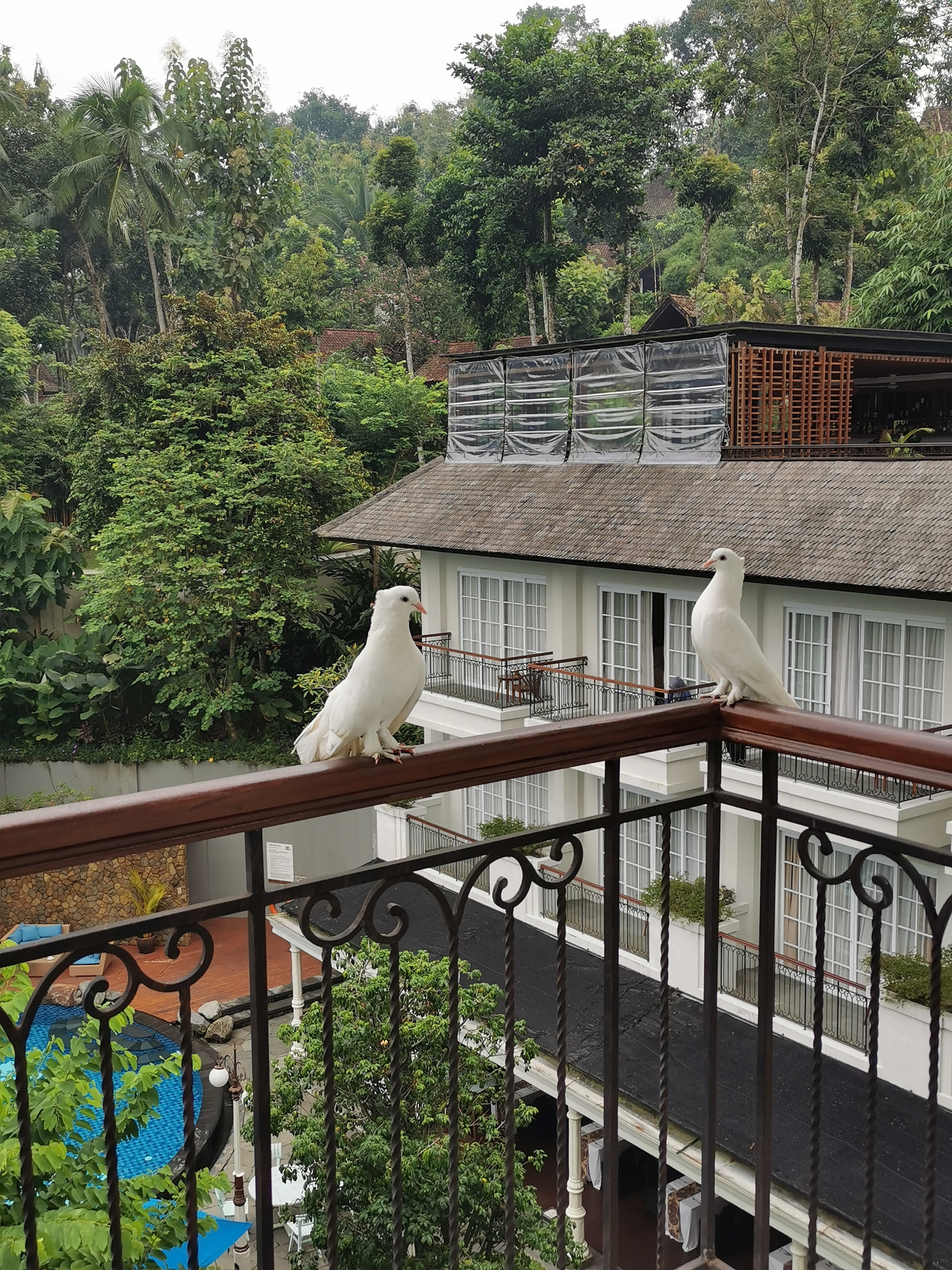 去婆罗浮屠入住的酒店，在热带雨林中，环境超好，可以骑自行车，可以游泳，还有spa，遗憾的是去吃晚饭人