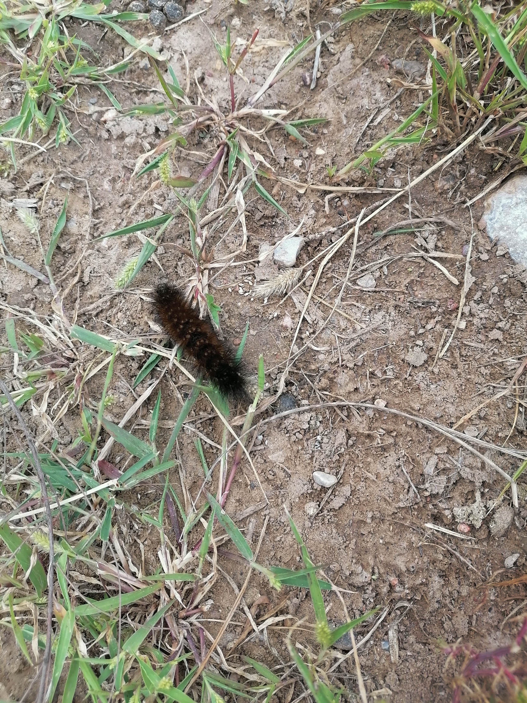 毛毛虫🐛