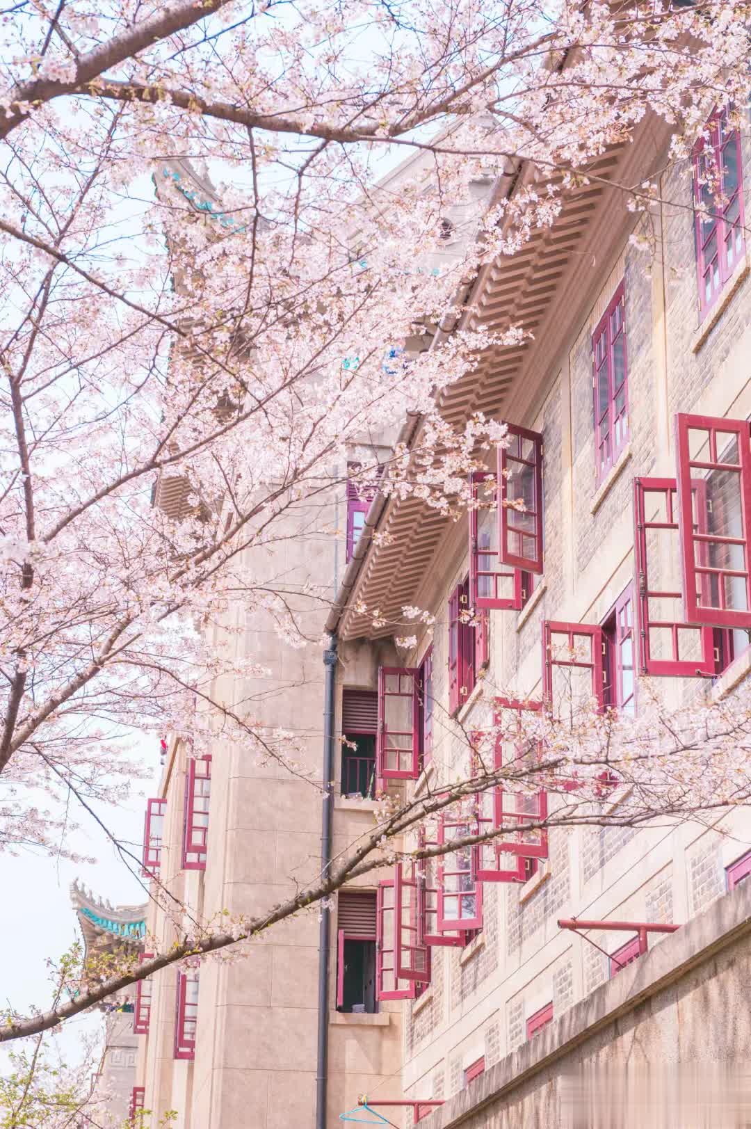 武汉樱花季盛大来袭，2024年春季赏樱攻略让你一睹樱花盛景！