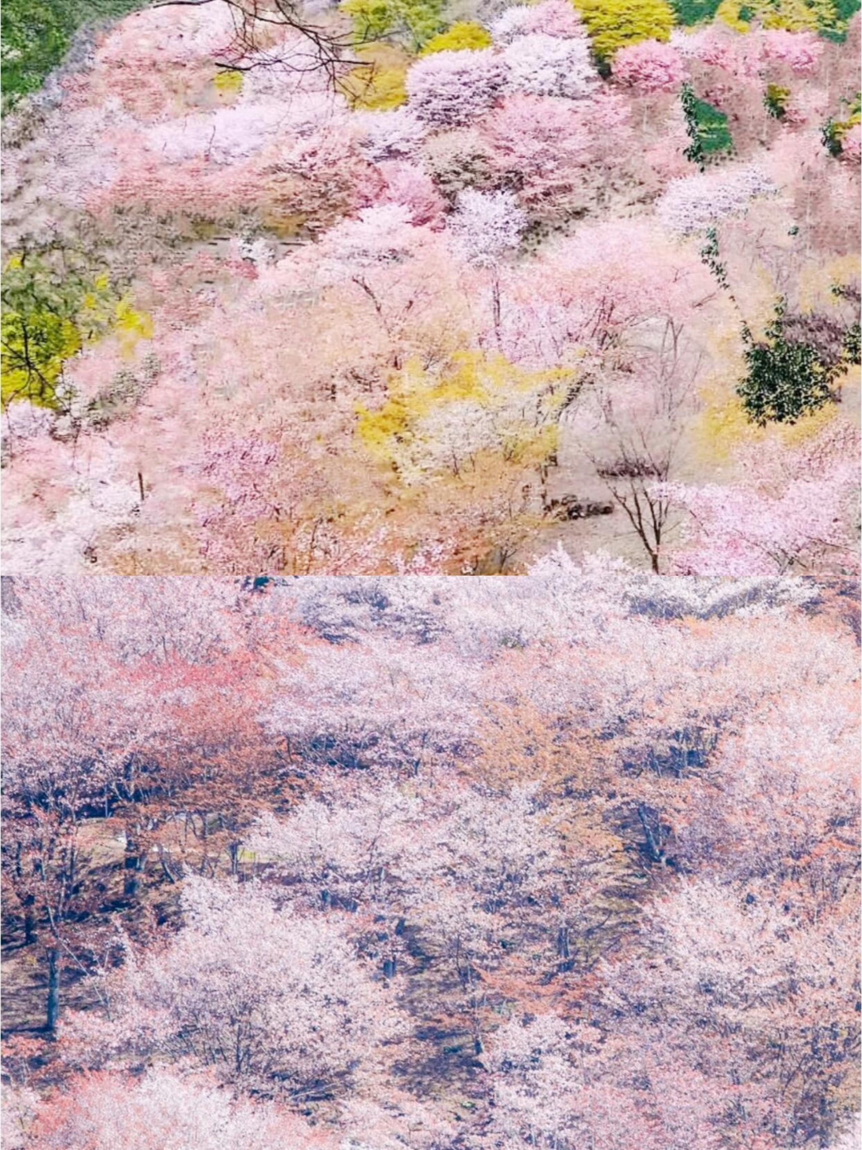 真的会被吉野山🌸一目千本的樱花惊艳到||