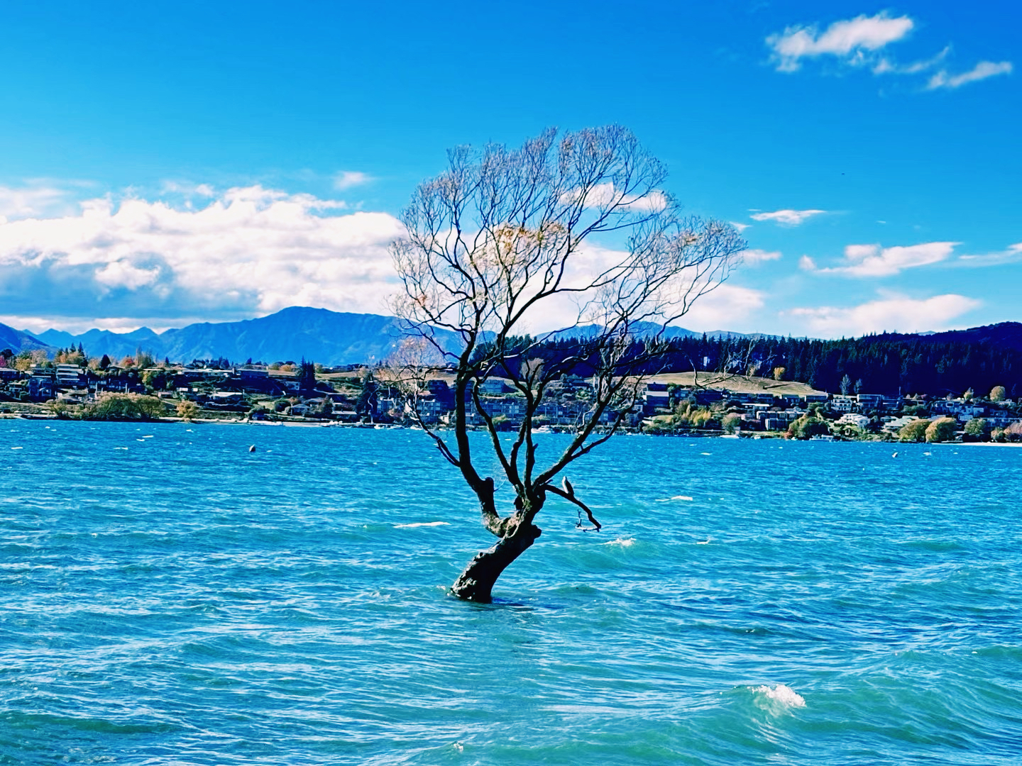 #春天玩点花的 到瓦纳卡湖看歪脖树吧。  图一这棵树不知道怎么就成了网红点🔴就是那棵歪脖树[呲牙] 